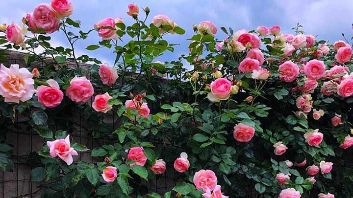 cây hoa hồng cổ sapa